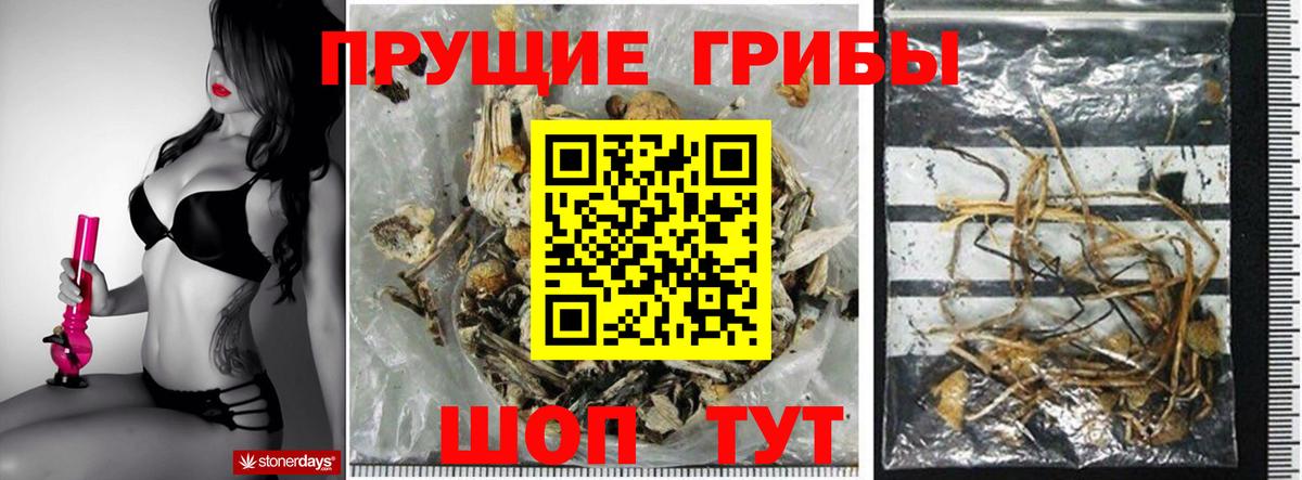 Псилоцибиновые грибы Cubensis Дюртюли